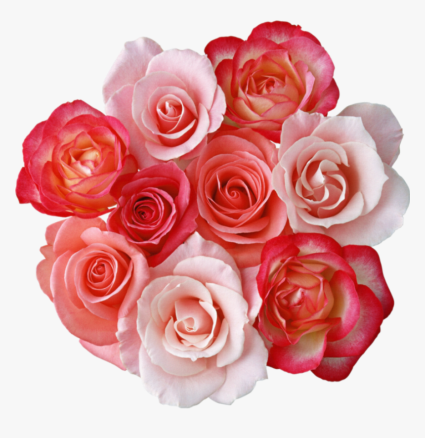 Detail Rose Flowers Image Free Download Nomer 15
