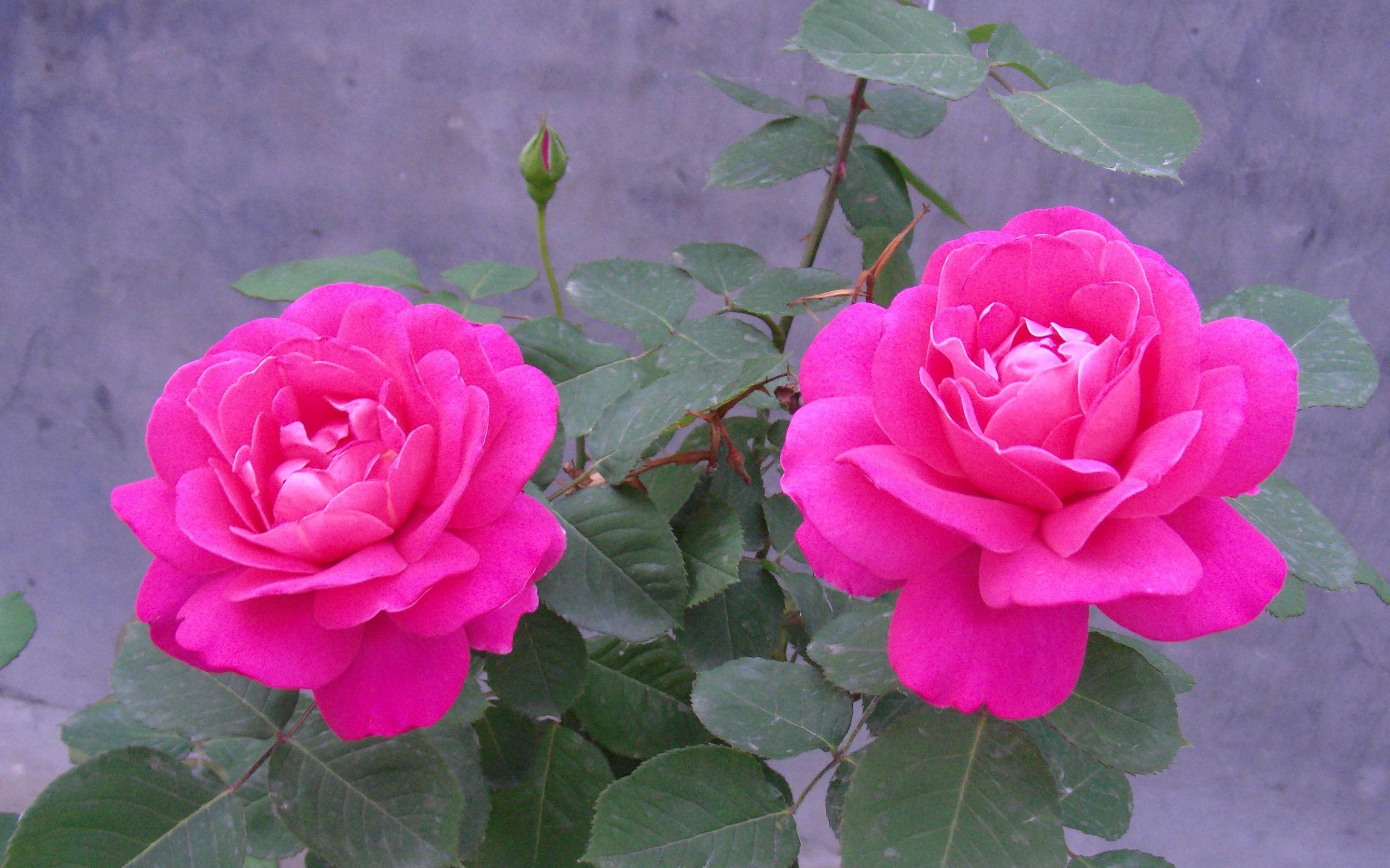 Detail Rose Flowers Image Free Download Nomer 23
