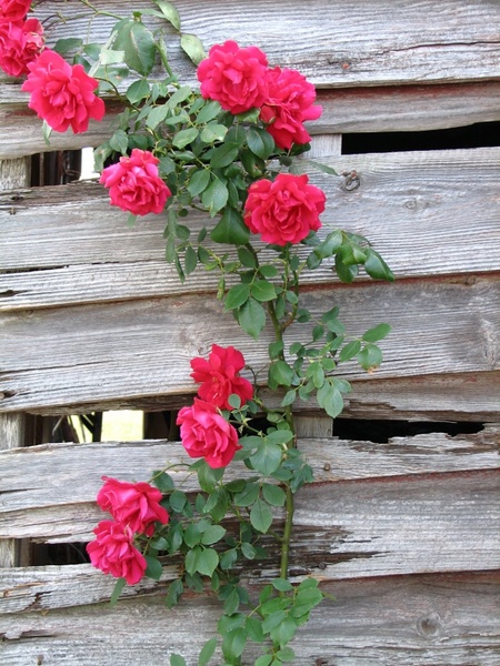 Detail Rose Flowers Image Free Download Nomer 27