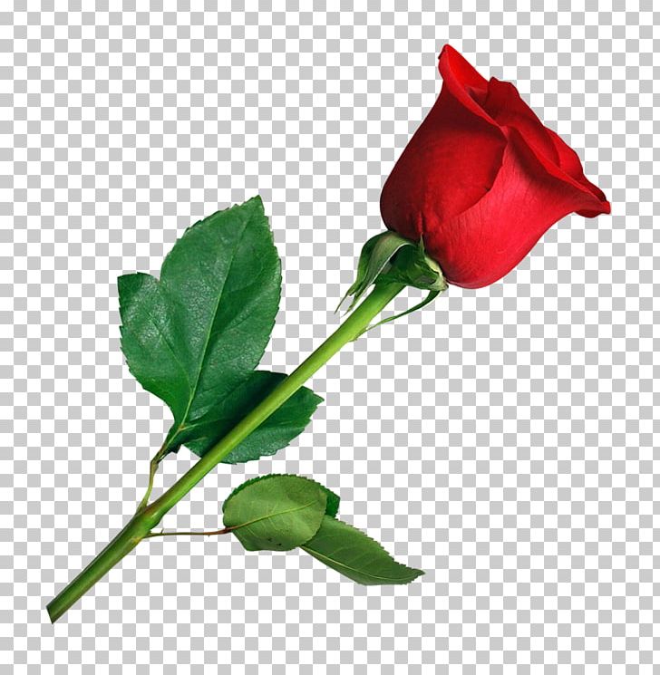 Detail Rose Flowers Image Free Download Nomer 31