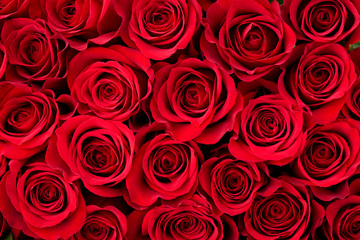 Detail Rose Flowers Image Free Download Nomer 37