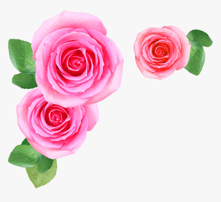 Detail Rose Flowers Image Free Download Nomer 54