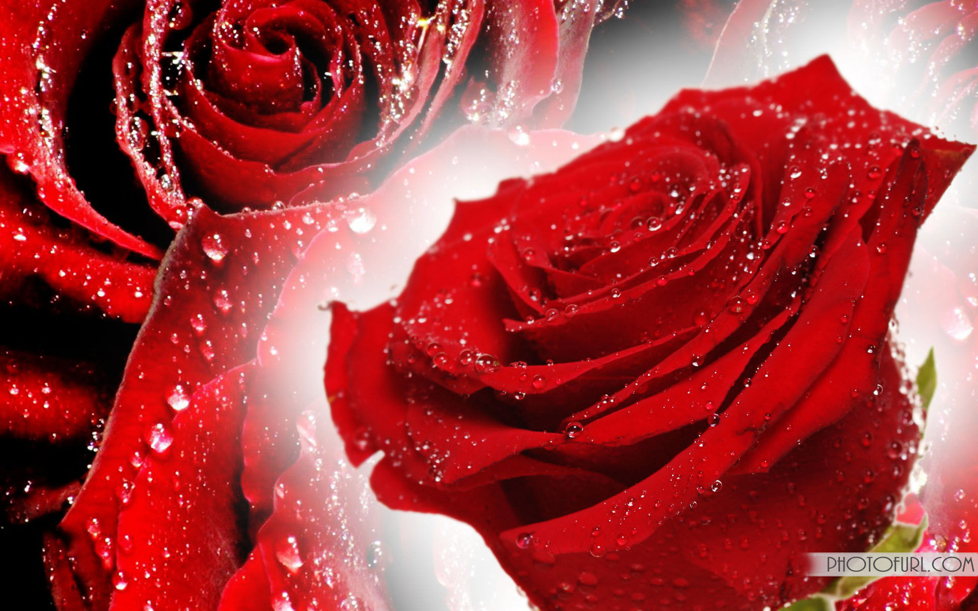 Detail Rose Flowers Image Free Download Nomer 8