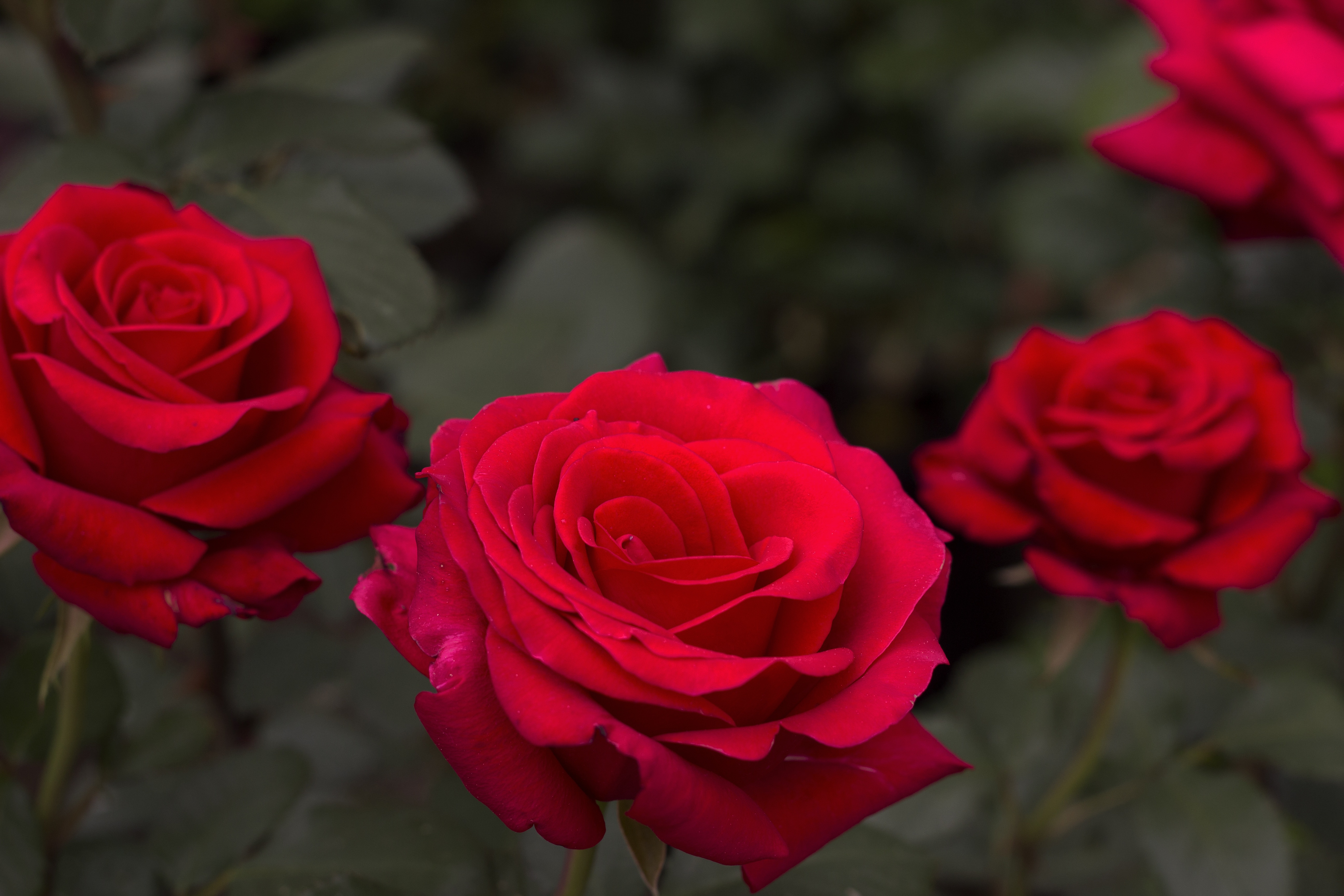 Detail Rose Flowers Images Free Download Nomer 52