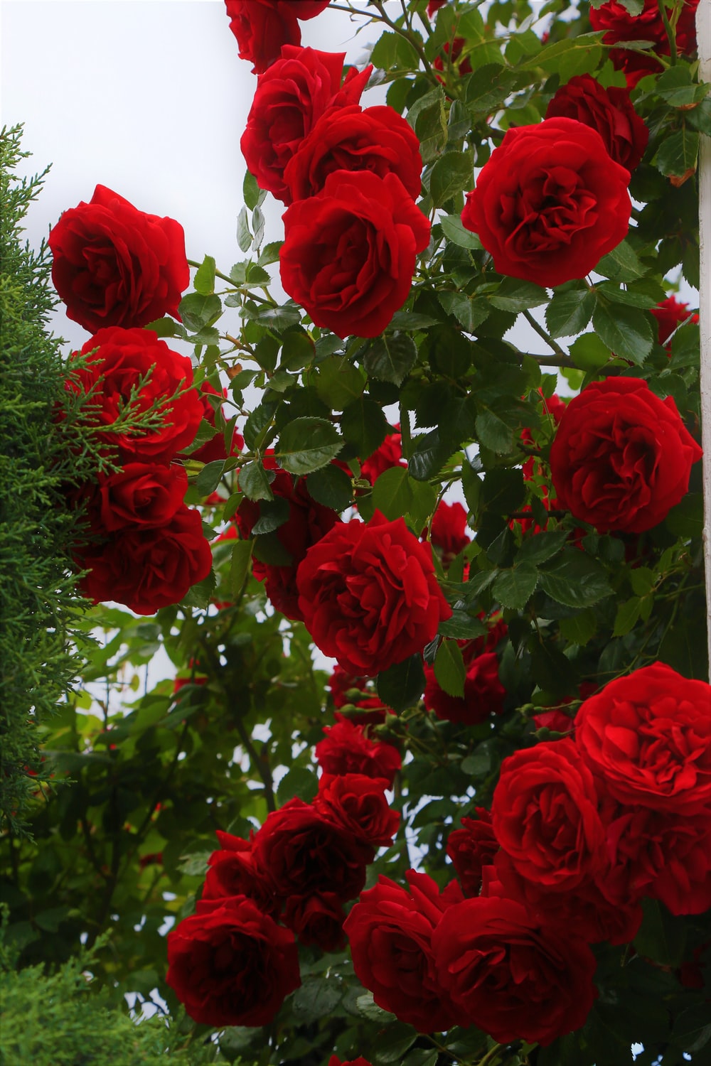 Rose Flowers Photo - KibrisPDR