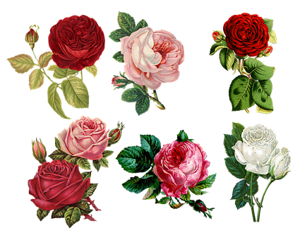 Detail Rose Flowers Photos Free Download Nomer 35