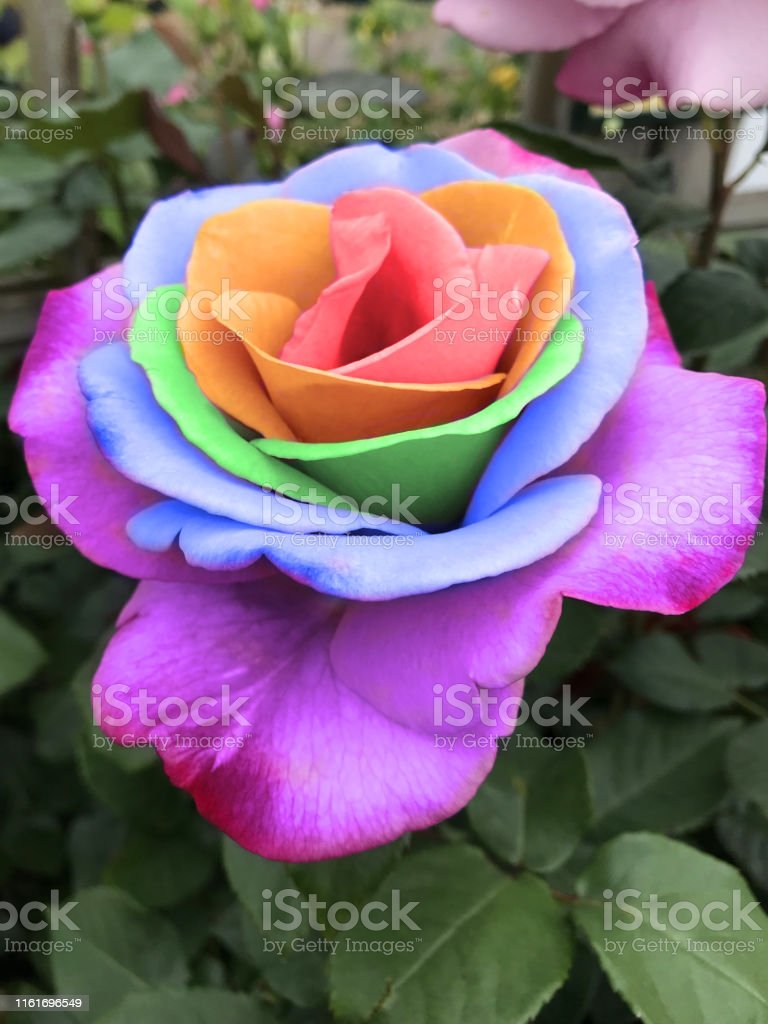 Detail Rose Flowers Picture Nomer 38