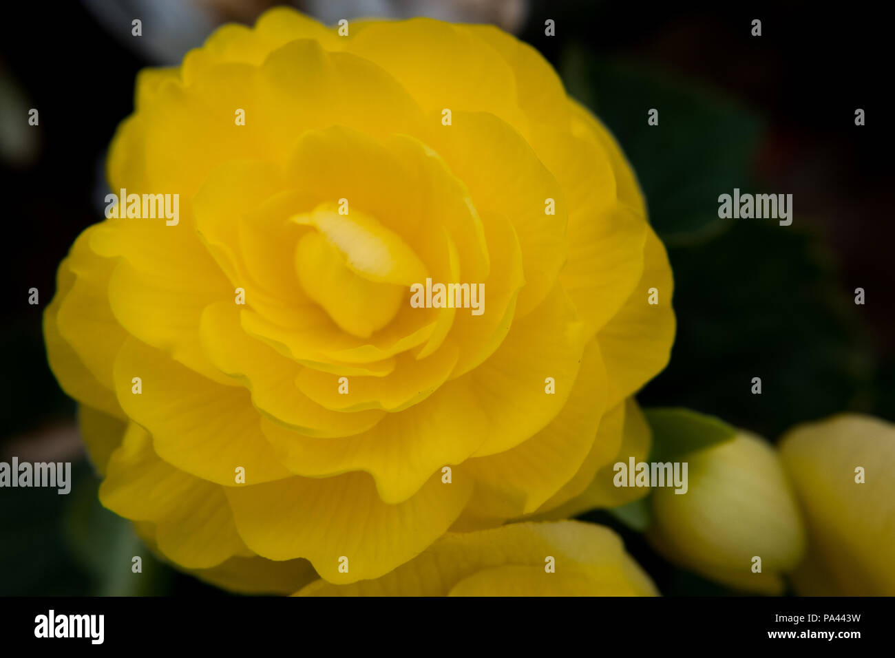 Detail Rose Flowers Wallpapers Nomer 53