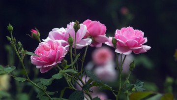 Detail Rose Gambar Bunga Mawar Nomer 19