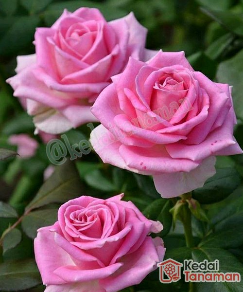 Download Rose Gambar Bunga Mawar Nomer 30
