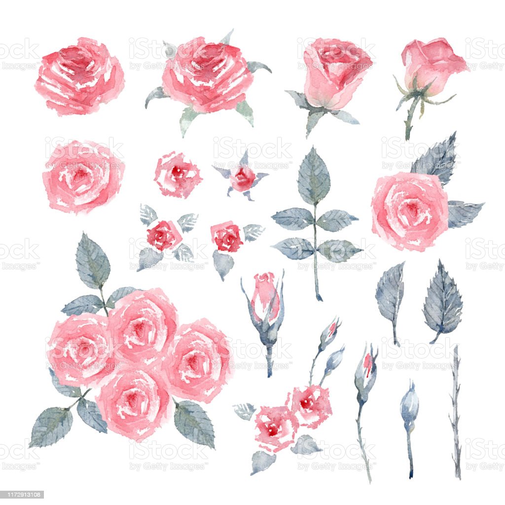 Detail Rose Gambar Bunga Mawar Nomer 35