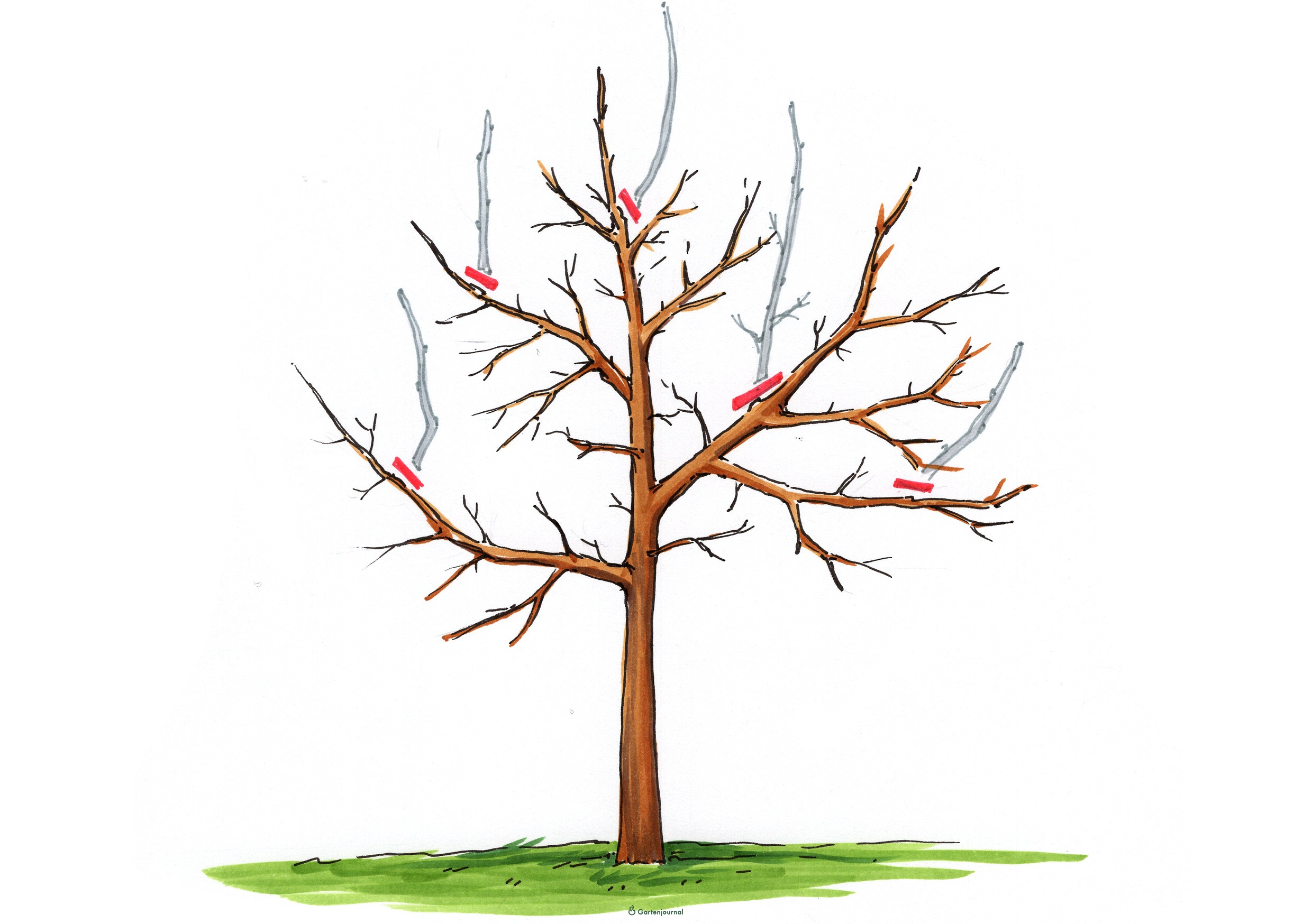 Detail Alter Baum Zeichnung Nomer 11