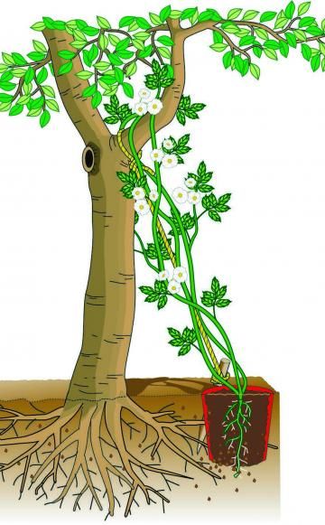 Detail Alter Baum Zeichnung Nomer 12