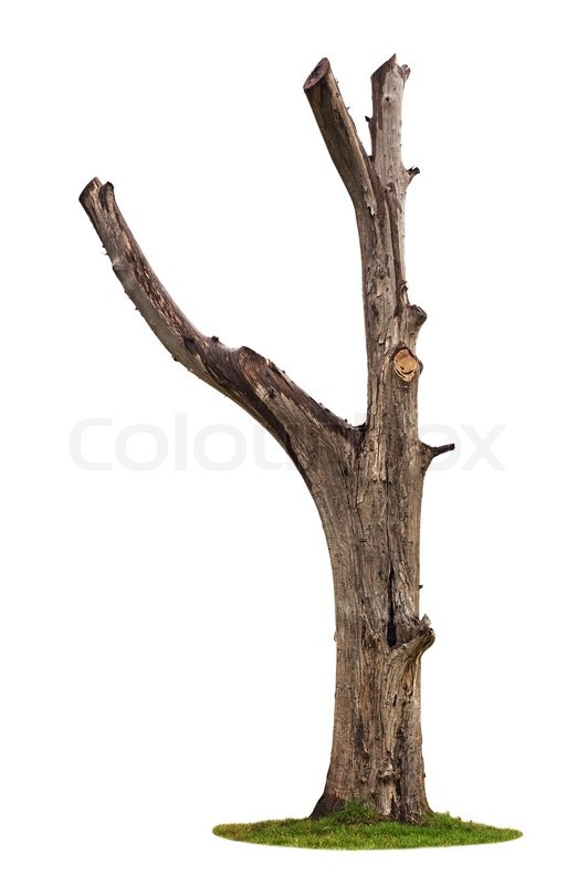Detail Alter Baum Zeichnung Nomer 13