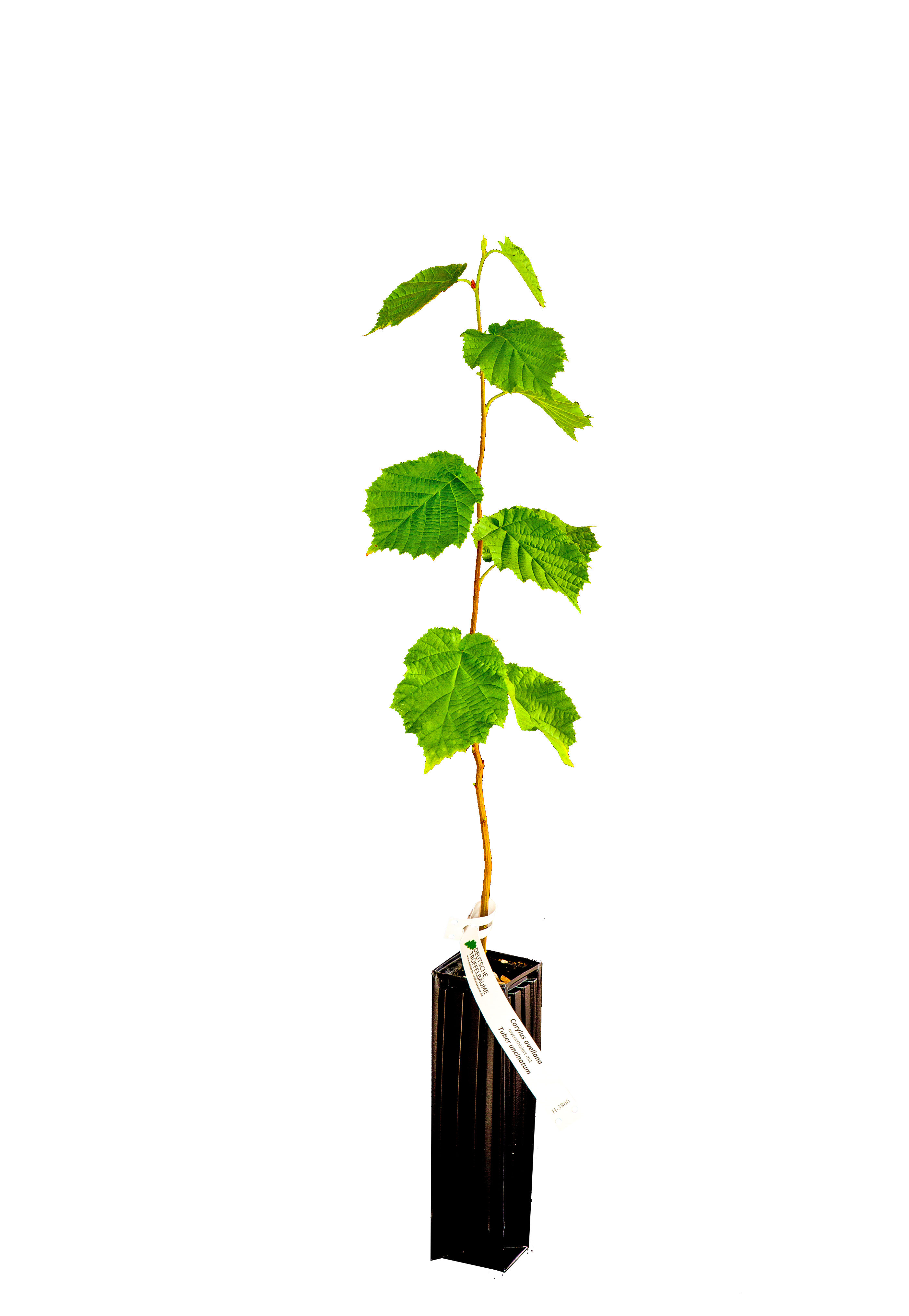 Detail Alter Baum Zeichnung Nomer 14