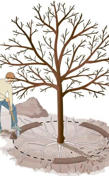 Detail Alter Baum Zeichnung Nomer 16