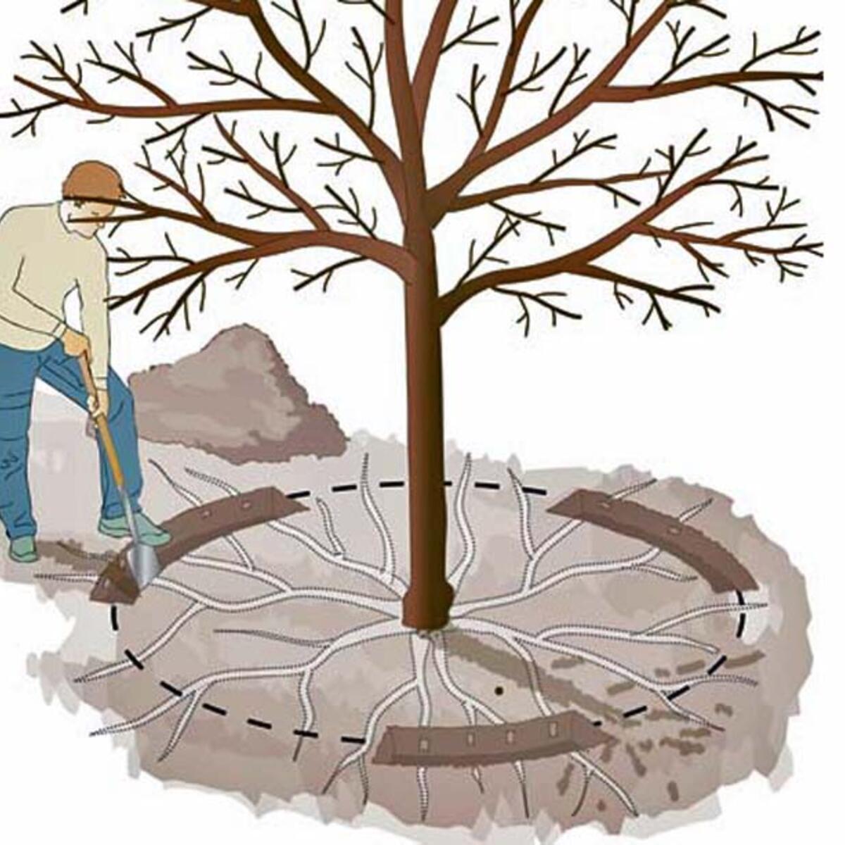 Detail Alter Baum Zeichnung Nomer 17