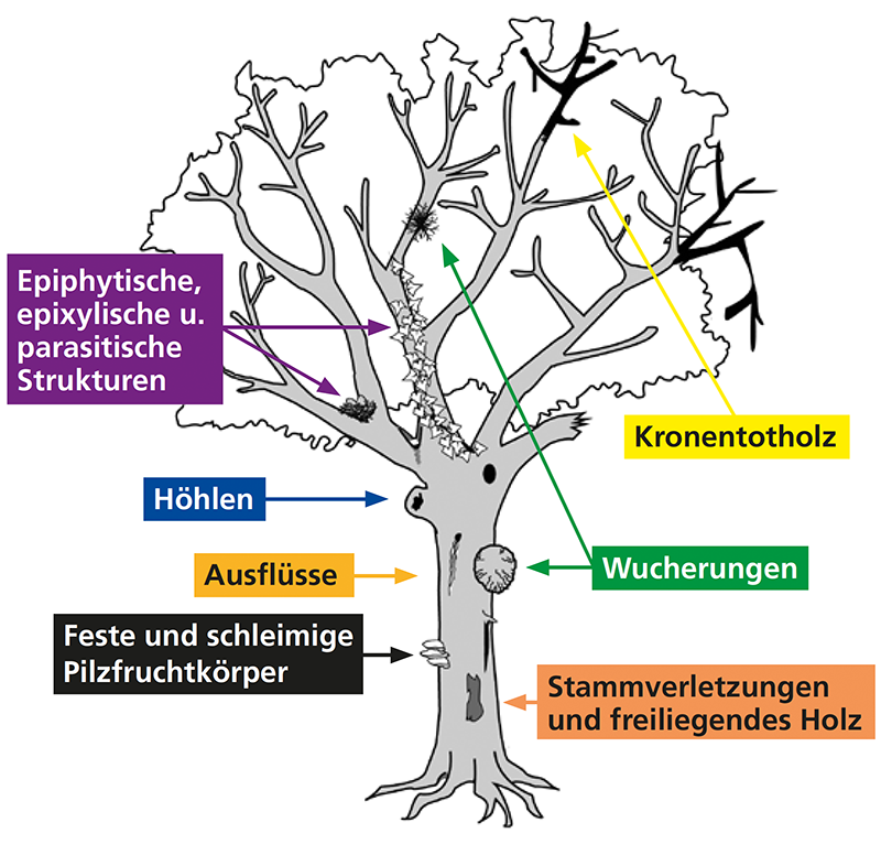 Detail Alter Baum Zeichnung Nomer 22