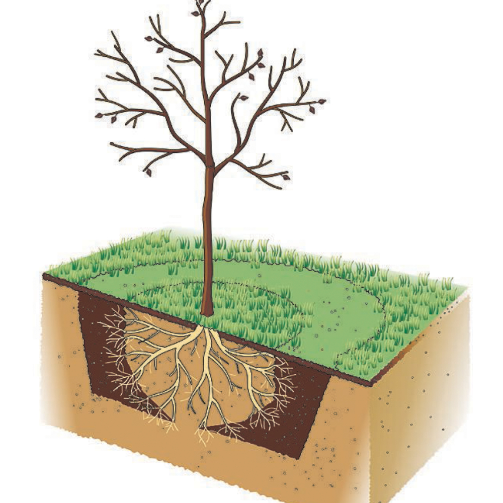 Detail Alter Baum Zeichnung Nomer 24