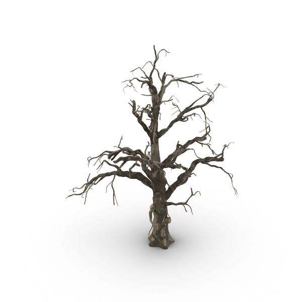 Detail Alter Baum Zeichnung Nomer 6