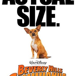 Beverly Hills Chihuahua 4 - KibrisPDR