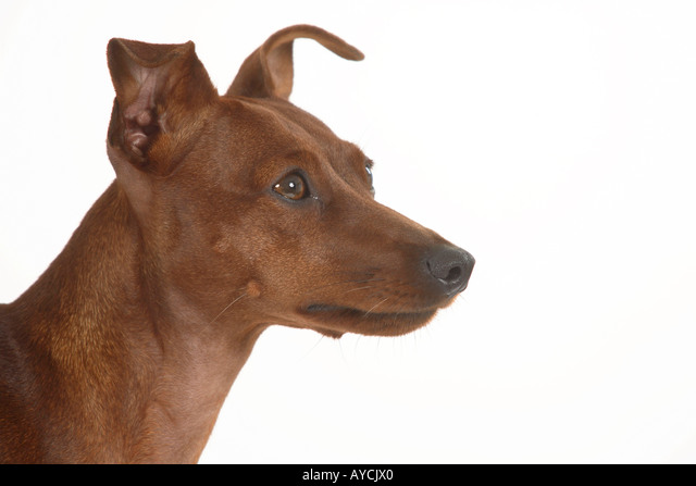 Detail Bilder Rehpinscher Nomer 9