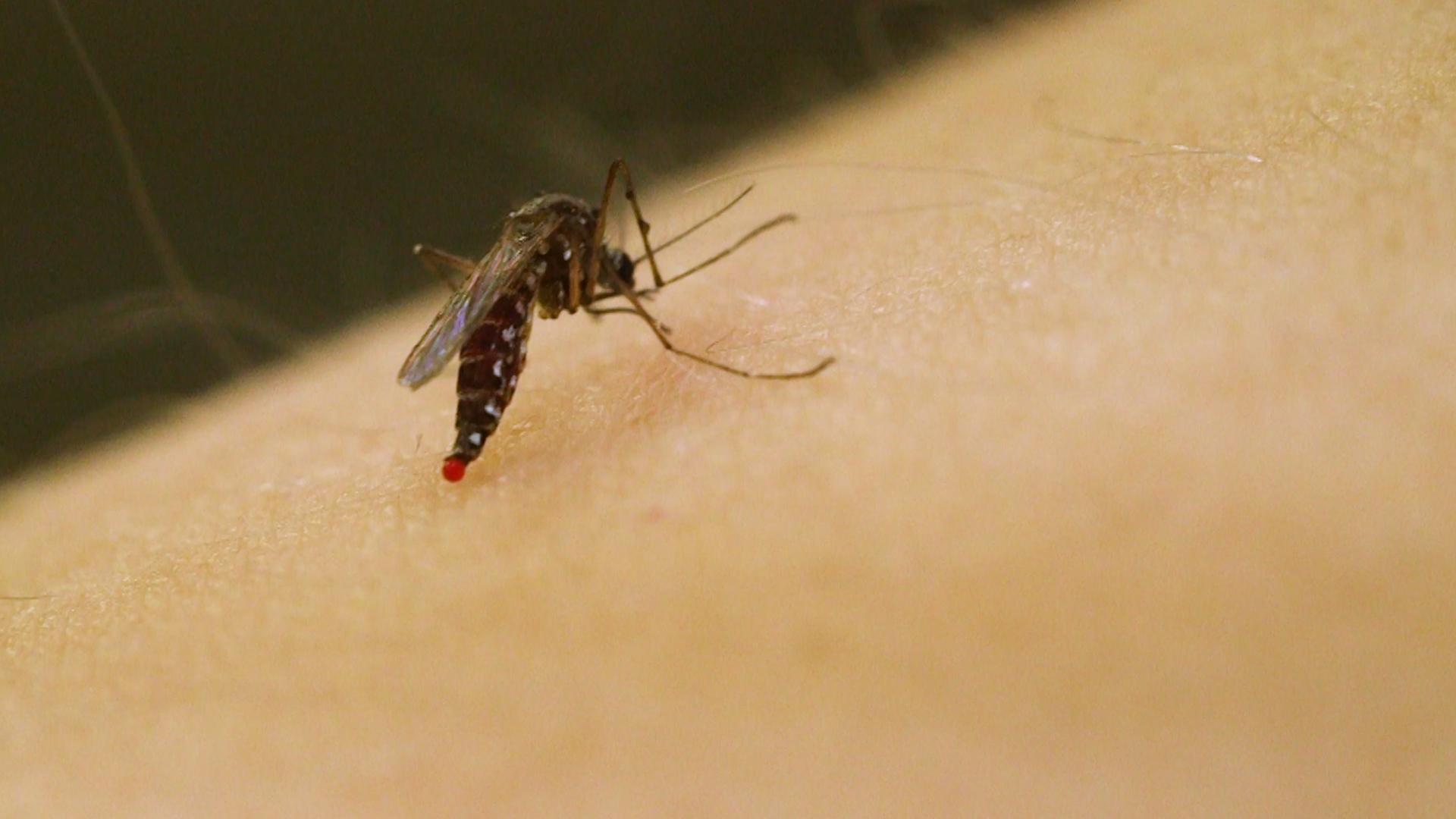Detail Does Sonic Shield Mosquito Work Nomer 16