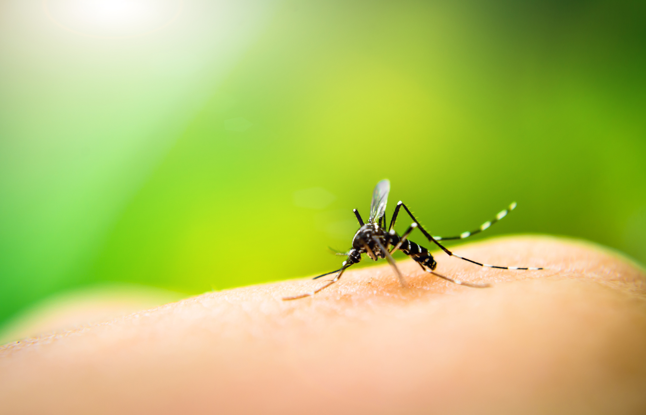 Detail Does Sonic Shield Mosquito Work Nomer 17