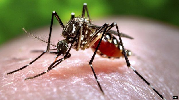 Detail Does Sonic Shield Mosquito Work Nomer 24