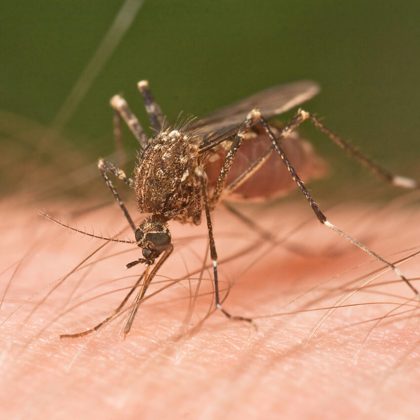 Detail Does Sonic Shield Mosquito Work Nomer 43