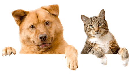 Dog And Cat Png - KibrisPDR