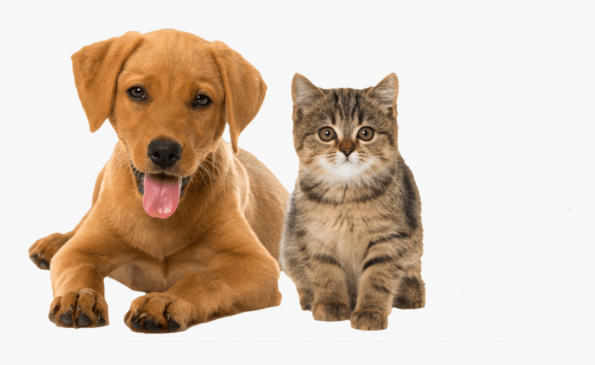 Detail Dog And Cat Png Nomer 12