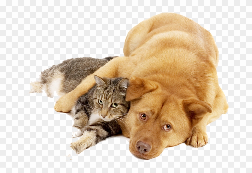 Detail Dog And Cat Png Nomer 14