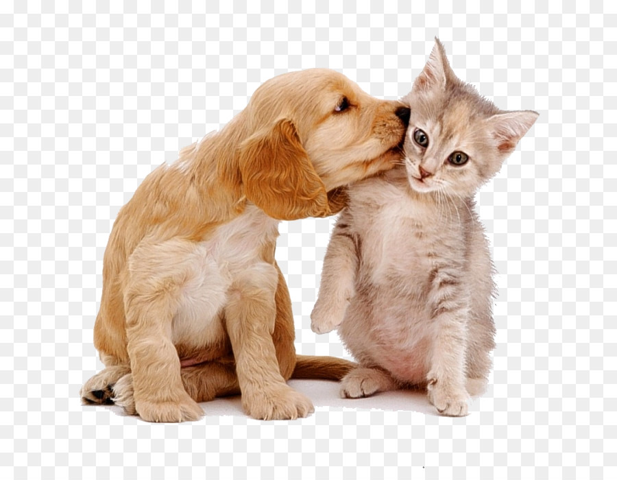 Detail Dog And Cat Png Nomer 18