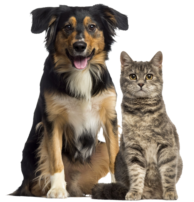 Detail Dog And Cat Png Nomer 3