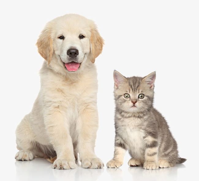 Detail Dog And Cat Png Nomer 20