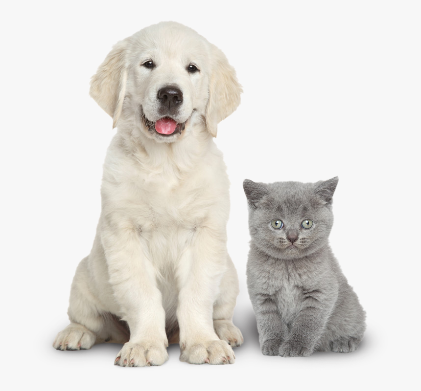 Detail Dog And Cat Png Nomer 21