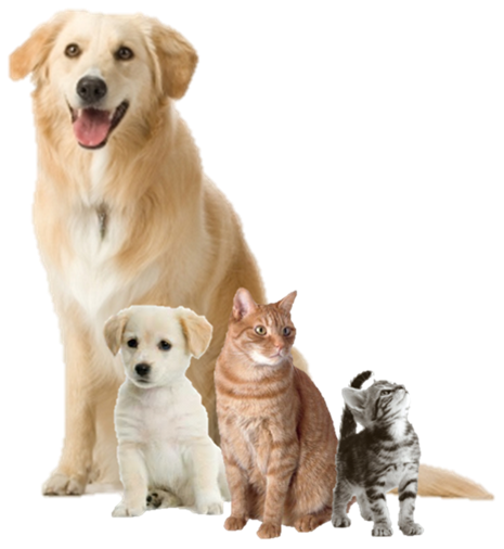 Detail Dog And Cat Png Nomer 23