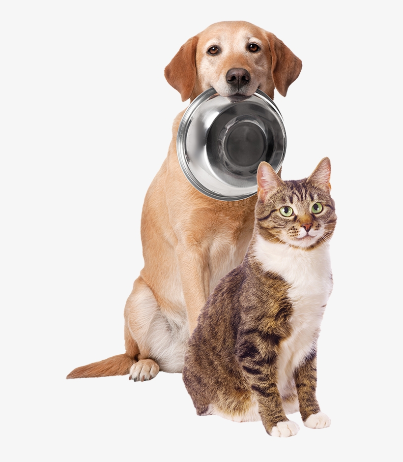 Detail Dog And Cat Png Nomer 24