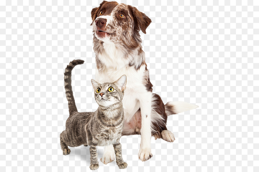 Detail Dog And Cat Png Nomer 25