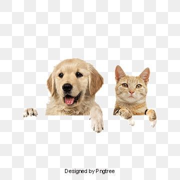 Detail Dog And Cat Png Nomer 28