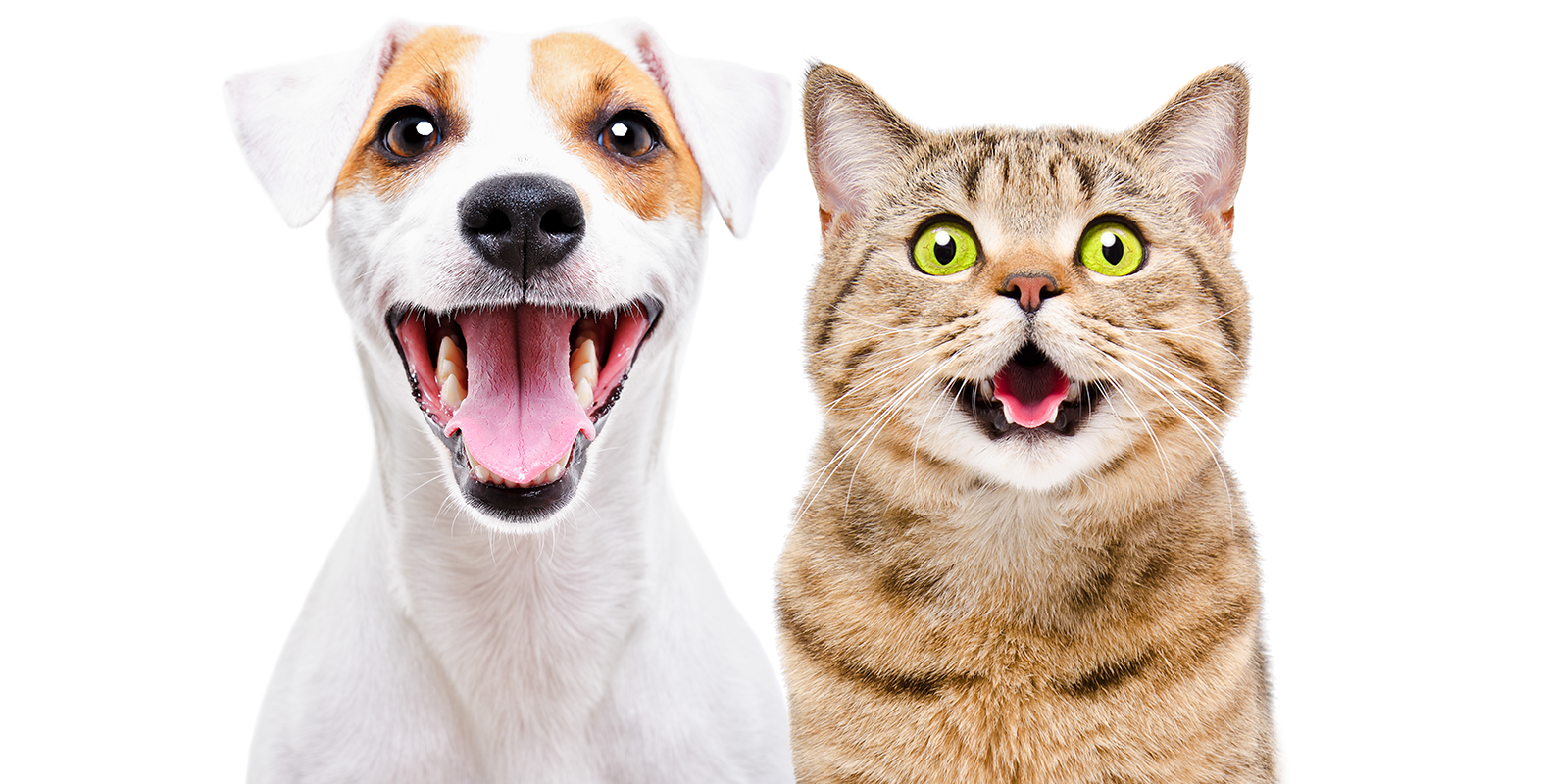 Detail Dog And Cat Png Nomer 4