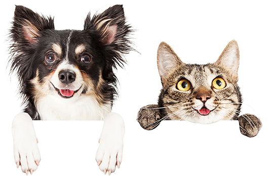 Detail Dog And Cat Png Nomer 34