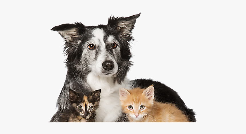 Detail Dog And Cat Png Nomer 39