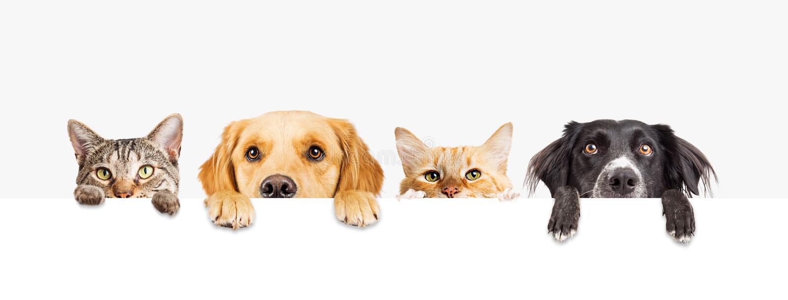 Detail Dog And Cat Png Nomer 42
