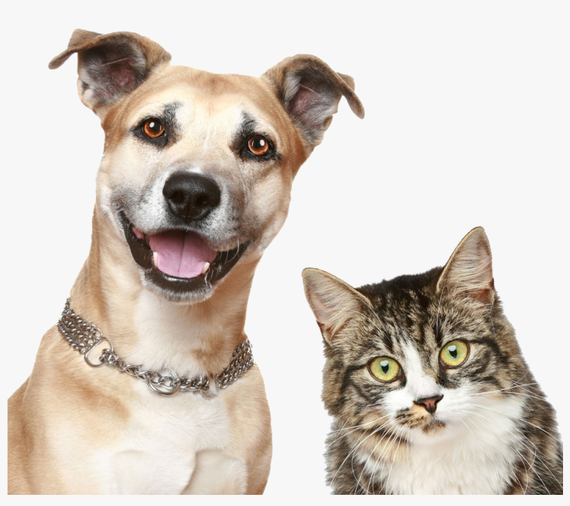 Detail Dog And Cat Png Nomer 6