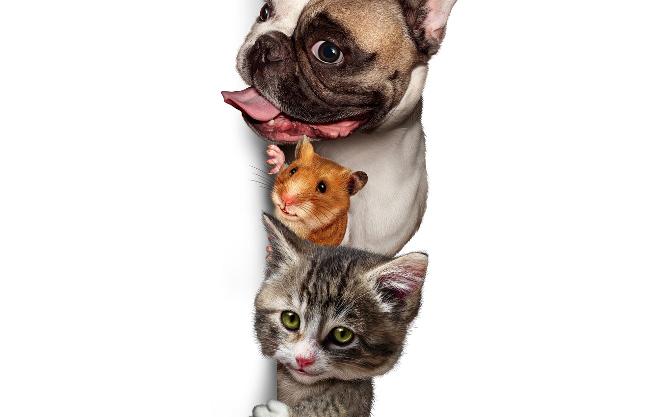 Detail Dog And Cat Png Nomer 47