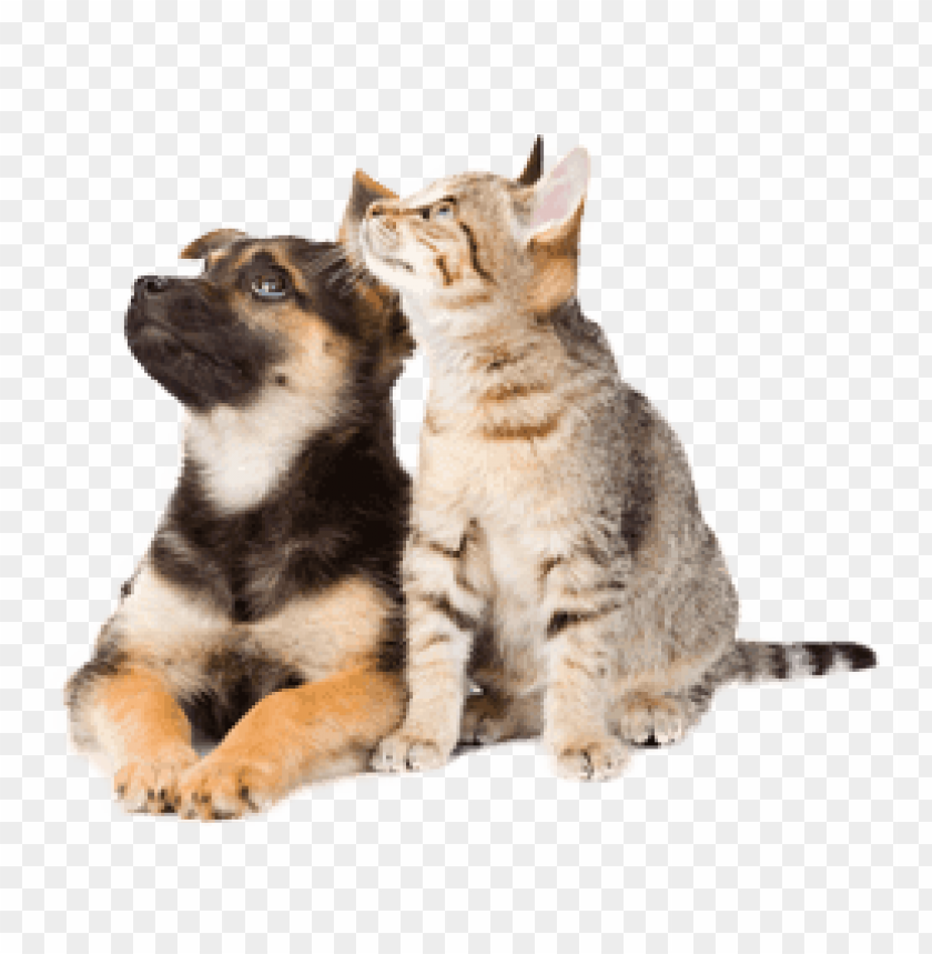 Detail Dog And Cat Png Nomer 8