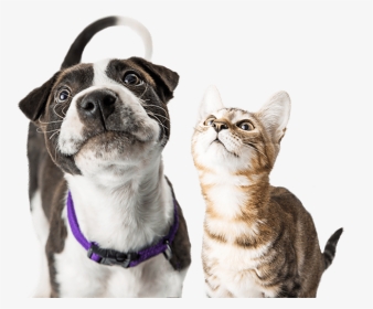 Detail Dog And Cat Png Nomer 10