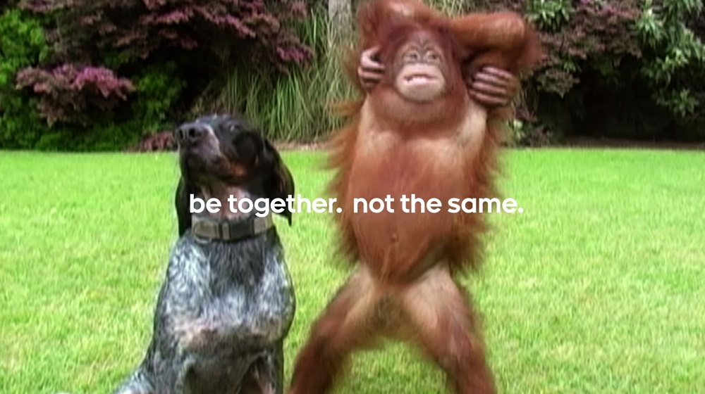 Detail Dog And Orangutan Commercial Nomer 2